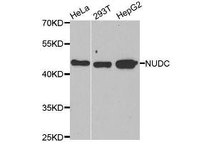 Western blot analysis of extracts of various cell lines, using NUDC antibody. (NUDC anticorps  (AA 1-331))