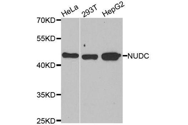 NUDC anticorps  (AA 1-331)