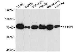 Western blot analysis of extracts of various cell lines, using YY1AP1 antibody (ABIN6291072) at 1:3000 dilution. (YY1AP1 anticorps)