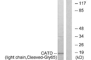 Western blot analysis of extracts from COS-7 cells, treated with etoposide (25uM, 1hour), using CATD (light chain, Cleaved-Gly65) antibody. (Cathepsin D anticorps  (Cleaved-Gly65, Light Chain))