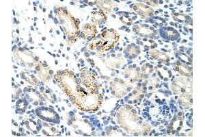 NOC4L antibody was used for immunohistochemistry at a concentration of 4-8 ug/ml to stain Epithelial cells of renal tubule (arrows) in Human Kidney. (NOC4L anticorps)