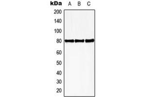 Western blot analysis of HBP1 (pS402) expression in HEK293T PMA-treated (A), mouse spleen (B), rat spleen (C) whole cell lysates. (HBP1 anticorps  (C-Term, pSer402))