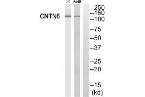 Western blot analysis of extracts from Jurkat cells and A549 cells, using CNTN6 antibody. (Contactin 6 anticorps)