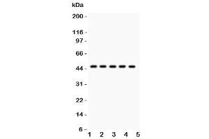 Western blot testing of PIM-1 antibody and human samples 1:  U20S (PIM1 anticorps  (C-Term))