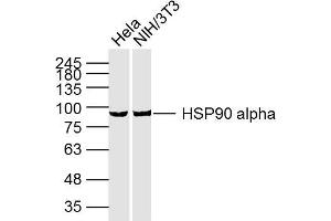Lane 1: HeLa cell lysates; Lane 2: NIH/3T3 Cell lysates; probed with HSP90A (3H7) Monoclonal Antibody, unconjugated (bsm-33210M) at 1:300 overnight at 4°C followed by a conjugated secondary antibody for 60 minutes at 37°C. (HSP90AA1 anticorps)