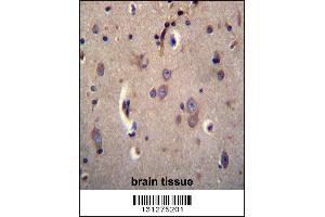 DTNA Antibody immunohistochemistry analysis in formalin fixed and paraffin embedded human brain tissue followed by peroxidase conjugation of the secondary antibody and DAB staining. (DTNA anticorps  (C-Term))