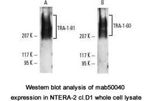 Image no. 1 for anti-TRA-1-60(R) antibody (ABIN1721784) (TRA-1-60(R) anticorps)