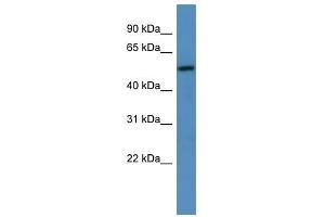 TM9SF1 antibody used at 0. (TM9SF1 anticorps  (C-Term))