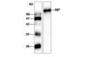 Image no. 1 for anti-Influenza Nucleoprotein antibody (Influenza A Virus) (ABIN791607) (Influenza Nucleoprotein anticorps (Influenza A Virus))