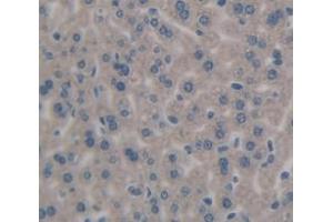 IHC-P analysis of Mouse Tissue, with DAB staining. (IL-27 anticorps  (AA 29-234))