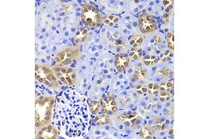 Immunohistochemistry of paraffin-embedded rat kidney using GIP antibody. (GIP anticorps)