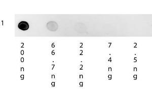 Dot Blot of Mouse Anti-Human IgG Rhodamine Conjugated Secondary Antibody. (Souris anti-Humain IgG (Heavy & Light Chain) Anticorps (TRITC) - Preadsorbed)