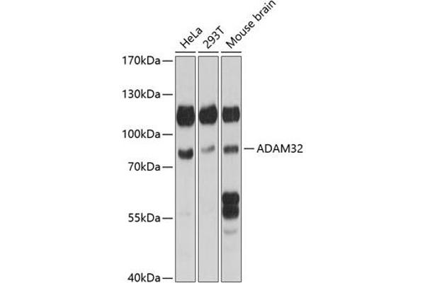 ADAM32 anticorps  (AA 703-787)