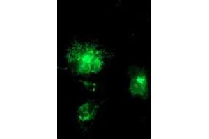 Immunofluorescence (IF) image for anti-Amyloid beta (A4) Precursor Protein (APP) antibody (ABIN1496881) (APP anticorps)