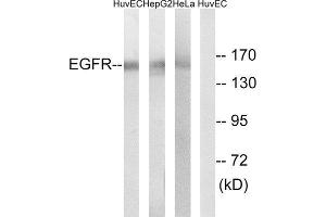 Western Blotting (WB) image for anti-Epidermal Growth Factor Receptor (EGFR) antibody (ABIN1848179) (EGFR anticorps)