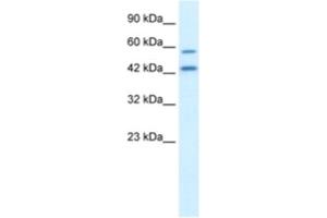 Western Blotting (WB) image for anti-Autophagy related 4B Cysteine Peptidase (ATG4B) antibody (ABIN2460951) (ATG4B anticorps)