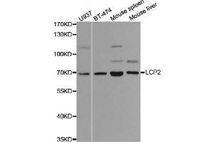 Western Blotting (WB) image for anti-Lymphocyte Cytosolic Protein 2 (SH2 Domain Containing Leukocyte Protein of 76kDa) (LCP2) antibody (ABIN1873525) (LCP2 anticorps)