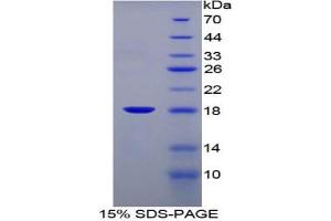 SDS-PAGE analysis of Mouse FABP1 Protein. (FABP1 Protéine)