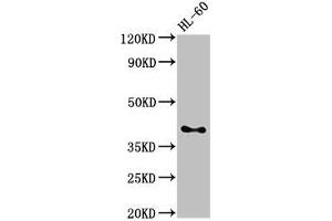 Western Blot Positive WB detected in: HL60 whole cell lysate All lanes: CD33 antibody at 3 μg/mL Secondary Goat polyclonal to rabbit IgG at 1/50000 dilution Predicted band size: 40, 34, 26 kDa Observed band size: 40 kDa (CD33 anticorps  (AA 18-259))