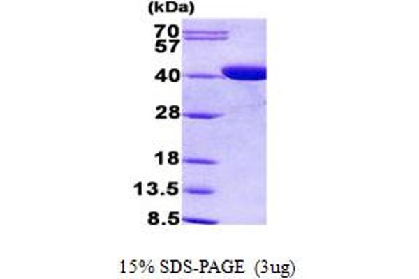 CPOX Protein (AA 111-454) (His tag)