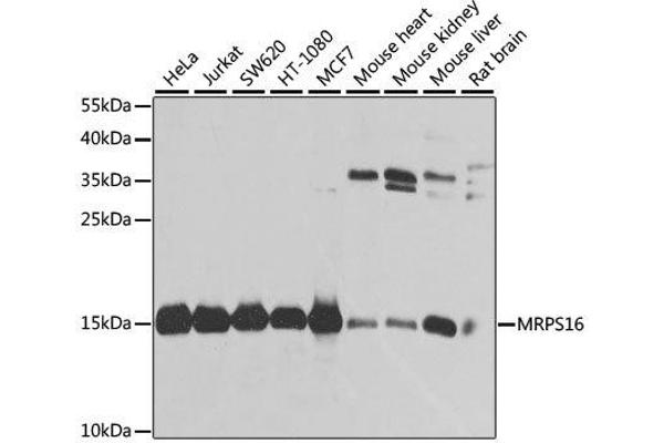 MRPS16 anticorps  (AA 1-137)