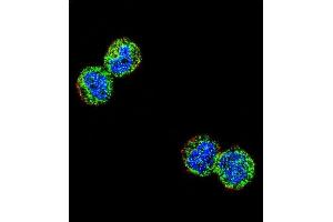 Confocal immunofluorescent analysis of NFKBIL1 Antibody (Center) (ABIN654639 and ABIN2844336) with MDA-M cell followed by Alexa Fluor 488-conjugated goat anti-rabbit lgG (green). (NFKBIL1 anticorps  (AA 256-285))