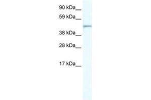 Western Blotting (WB) image for anti-Forkhead Box I1 (FOXI1) antibody (ABIN2461506) (FOXI1 anticorps)