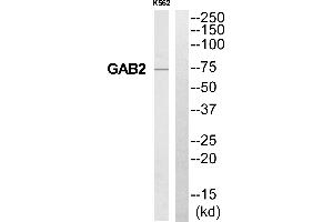 Western blot analysis of extracts from K562 cells, using GAB2 antibody. (GAB2 anticorps  (Internal Region))