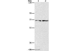 Western blot analysis of HepG2 and 293T cell, using IFT74 Polyclonal Antibody at dilution of 1:1400 (IFT74 anticorps)