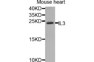 Western blot analysis of extracts of mouse heart, using IL3 antibody (ABIN5974991) at 1/1000 dilution. (IL-3 anticorps)