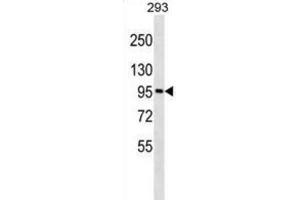 Western Blotting (WB) image for anti-Golgin A6 Family, Member A (GOLGA6A) antibody (ABIN3000201) (GOLGA6A anticorps)