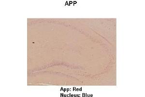Sample Type : Mouse hippo campus  Primary Antibody Dilution :  1:100  Secondary Antibody: Anti-rabbit-HRP  Secondary Antibody Dilution:  1:300  Color/Signal Descriptions: App: Red Nucleus: Blue  Gene Name: App  Submitted by: Teresa Gunn (APP anticorps  (C-Term))