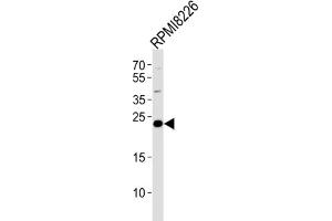 Western Blotting (WB) image for anti-CD3g Molecule, gamma (CD3-TCR Complex) (CD3G) antibody (ABIN2998378) (CD3G anticorps)