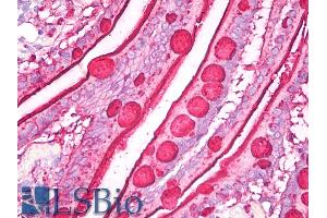 Immunohistochemistry staining of human small intestine (paraffin sections) using anti-blood group Lewis b (clone 2-25LE). (Blood Group Lewis B anticorps)