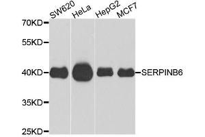 Western blot analysis of extracts of various cell lines, using SERPINB6 antibody (ABIN6003652) at 1/1000 dilution. (SERPINB6 anticorps)