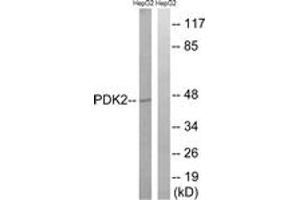 Western Blotting (WB) image for anti-Pyruvate Dehydrogenase Kinase, Isozyme 2 (PDK2) (AA 260-309) antibody (ABIN2890558) (PDK2 anticorps  (AA 260-309))