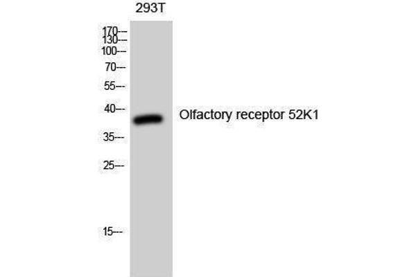 OR52K1 anticorps  (Internal Region)