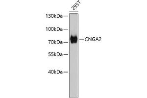 Western blot analysis of extracts of 293T cells, using CNG antibody (698). (CNGA2 anticorps)