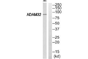 Western blot analysis of extracts from 293 cells, using ADAM32 antibody. (ADAM32 anticorps  (Internal Region))
