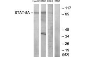 Western blot analysis of extracts from HepG2/K562/COLO cells, using STAT5A (Ab-694) Antibody. (STAT5A anticorps  (AA 666-715))