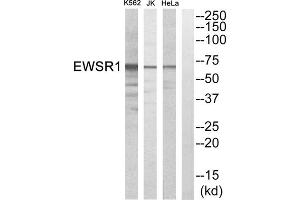 Western blot analysis of extracts from HeLa cells, Jurkat cells and K562 cells, using EWSR1 antibody. (EWSR1 anticorps  (Internal Region))