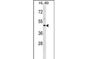 BSG Antibody (Center) (ABIN1538710 and ABIN2848786) western blot analysis in HL-60 cell line lysates (35 μg/lane). (CD147 anticorps  (AA 96-124))