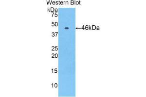 Western Blotting (WB) image for anti-Vitamin K-dependent protein C (PROC) (AA 53-445) antibody (ABIN1860319) (PROC anticorps  (AA 53-445))