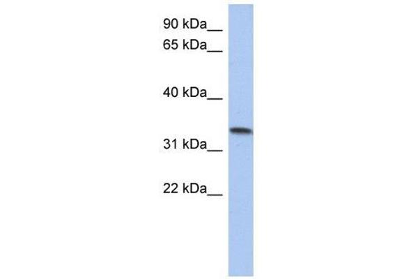 C10ORF96 anticorps  (Middle Region)