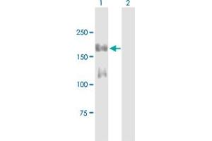 Western Blot analysis of IRS1 expression in transfected 293T cell line by IRS1 MaxPab polyclonal antibody. (IRS1 anticorps  (AA 1-1242))