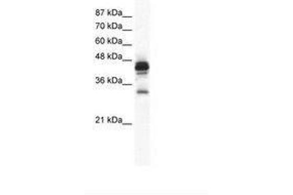 GJC3 anticorps  (C-Term)