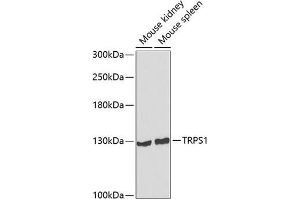TRPS1 anticorps  (AA 20-260)