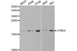Western blot analysis of extracts of various cell lines, using CYB5A antibody. (CYB5A anticorps)