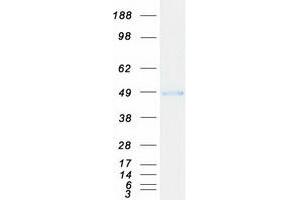 Validation with Western Blot (IL1RAP Protein (Transcript Variant 2) (Myc-DYKDDDDK Tag))