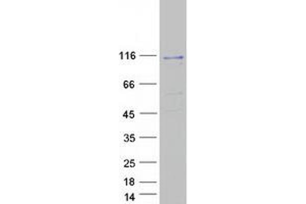 VPS11 Protein (Myc-DYKDDDDK Tag)